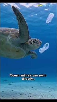 The Most Polluted Parts of the Ocean 😨 🌊