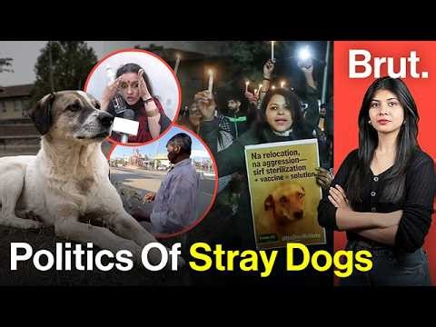 Poison, Injections and Election Promises: Inside India's Stray Dog Crisis