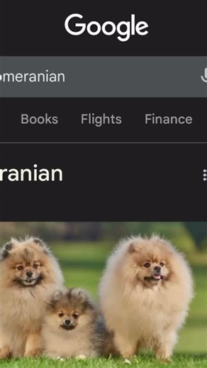 Dog Turned Into A Plane 😂 #aviation #funny