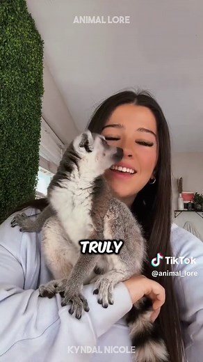 Meet the Enchanting Lemur: Madagascar's Charismatic Primate