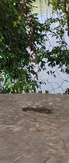 Monkey 133 | Monkey at angkor