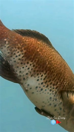Huge grouper fish 🐟 #grouperfish #redseadiving #marinelife #holidayseason #followandshare | Red Sea Diving