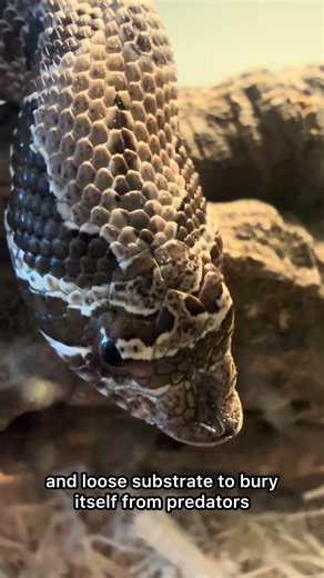 Why My Hognose Snake’s Nose Looks Like That — The Surprising Answer