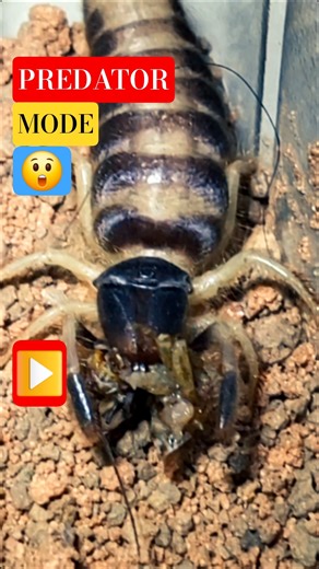 🕷😲🕷The Jaw Power Of This Creature Is Absolutely Insane🕷😲🕷 #solifuge #wildlife #nature #youtubeshorts