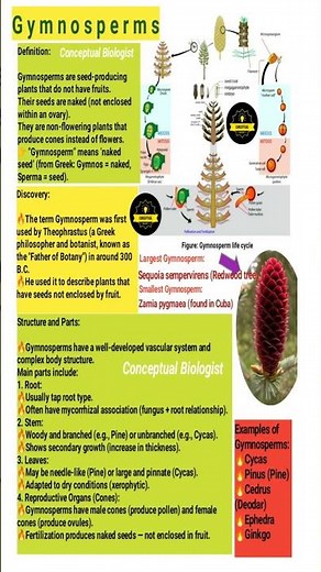 Gymnosperms infographic 🔥// short video of biology 🔥 botany #conceptualbiologist