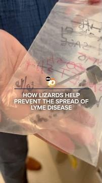 How lizards help prevent Lyme disease