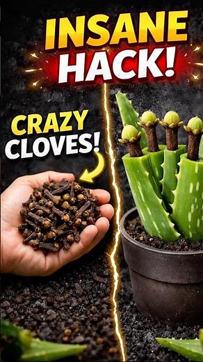 How to Grow Cloves at Home (Step-by-Step) | Secret Method for Fast Growth & Maximum Yield #shorts