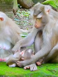 Libby take baby Jacee check smell diarrhea #babymonkey #prankanimals #monkeymovie #monkey #adorablemonkey | Pu Doeun