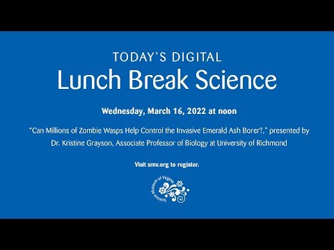 Lunch Break Science: Can Millions of Zombie Wasps Help Control the Invasive Emerald Ash Borer?