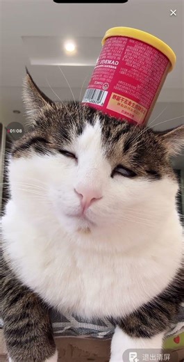 Decoding Little Cat Anchor's Mysterious Gesture