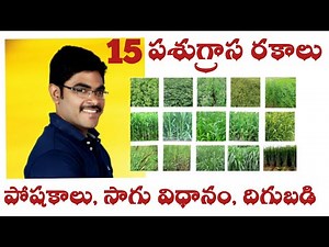 Fodder varieties Part 1