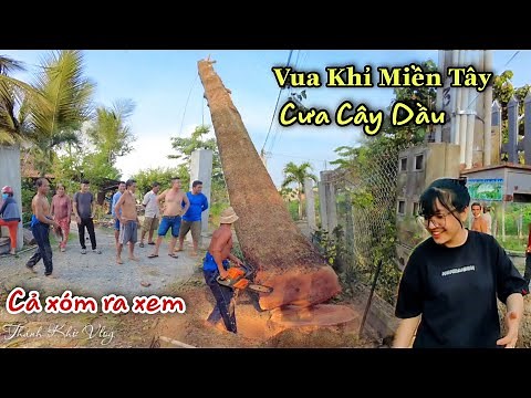 Toàn Cảnh Vua Khỉ Miền Tây Cưa Cây Dầu Cao To Làm Cả Xóm Kéo Ra Xem Cực Vui