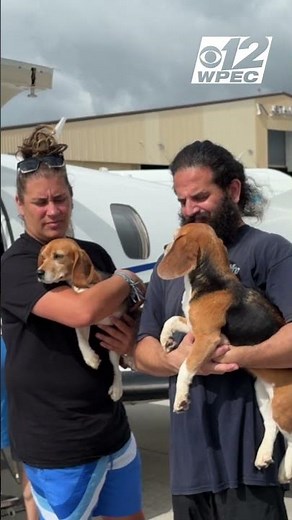Florida to New York: Rescued beagles take to the skies on their way to forever homes