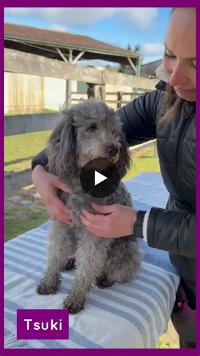 ✨ Très heureuse d’avoir participé ce week-end au Championnat de France d’Agility spécial Caniches et Chiens d’Eau 2026. Au-delà de l’événement en lui-même, ce sont surtout des moments qui… | Chrystelle Delalande
