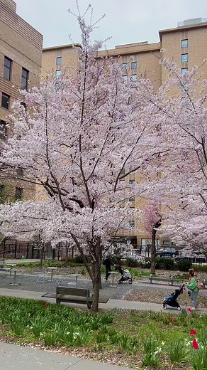 18K views · 1K reactions | NewYork-Presbyterian Hospital has some of the most beautiful cherry blossoms in the City. Every year I stop by to see them. I ran into my great friend Alan Dronek there too! 168/Fort Washington. Gated property.  | New York City Kopp | Facebook