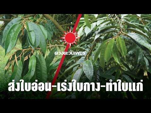 ส่งใบอ่อน-เร่งใบกาง-ทำใบแก่ | ทุเรียนติดดอก/ออกผล รัดใบอ่อน | มาร์ดูใบ