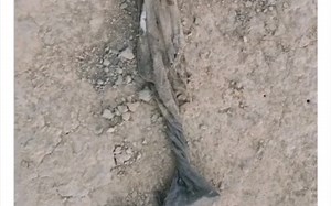 钓鱼吧老哥钓到一件奇异物品，引出惊天大案