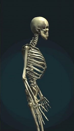 Human Skeleton in 3D | Amazing Anatomy Animation ☠️🦴