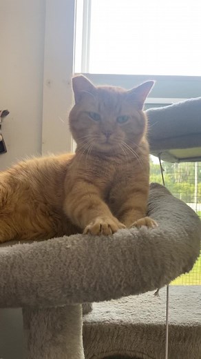 18K views · 2.9K reactions | Every since Percy decided to try this human affection thing he can’t keep his mind off it #percy #progress #furballfarmpetsanctuary #workinprogress #onceferal #feralcatsneedlovetoo #yay #love #bigsteps #sohappy #affection | Furball Farm Cat Sanctuary | Facebook