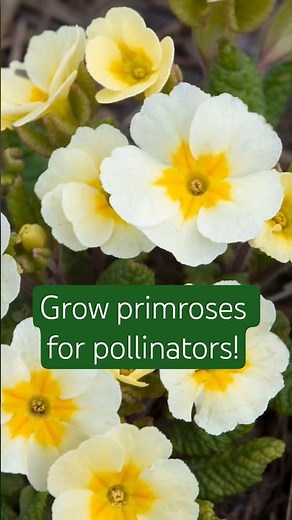 Why you should grow primroses in your garden 🐝