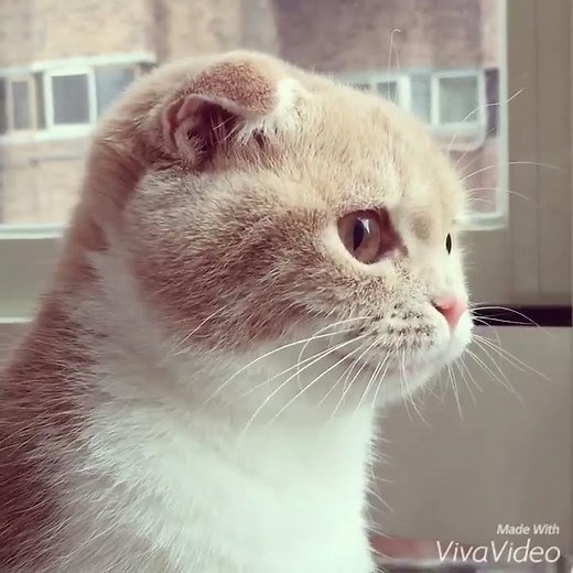 Funny Cat Chatters at Birds