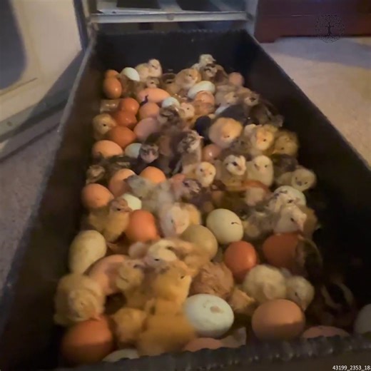 60K views · 739 reactions | How to Setup the Perfect Brooder for Baby Chicks #chicks #babychicks #farming #farmlife | Sheraton Park Farms | Facebook