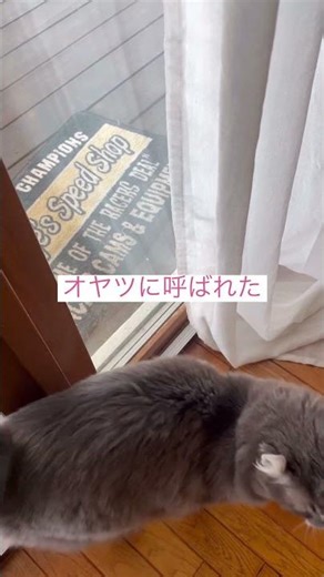 呼んだよね #ねこ動画 #アメリカンカール #猫動画