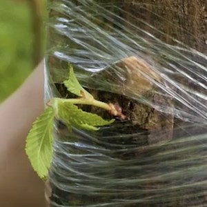 Crossing Plants in One Minute! | 5-Minute Crafts House