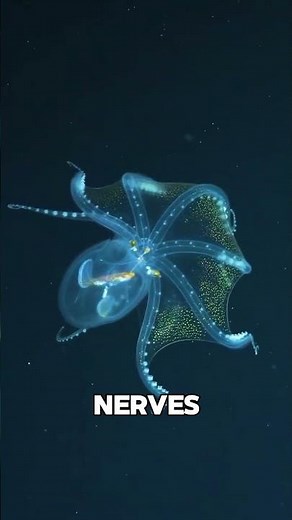 Glass Octopus (Transparent Sea Creature) #shorts #animals #wildlife