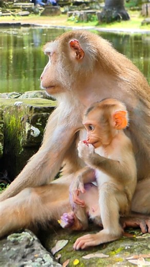 Luna less caring each day, Lynx gets hurt again | Nature Life