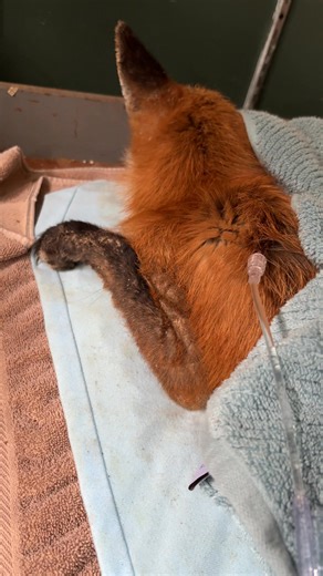 3.7K views · 22 reactions | Round two of warm fluids sub Q | Karen Cooper | Facebook