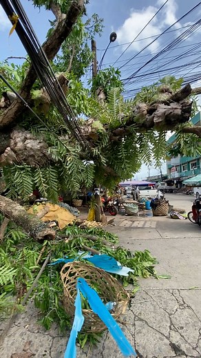 3.5K views · 63 reactions | Hala na tumba ang kahoy sa tree top | Send File Elvin | Facebook