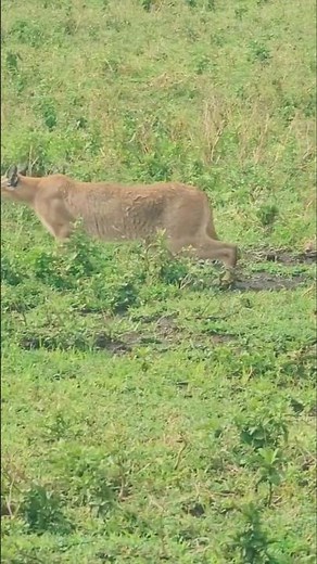 Caracal — The Acrobat Cat of the Wild