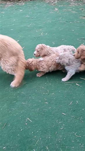 Playtime for the Mini Goldendoodles!!