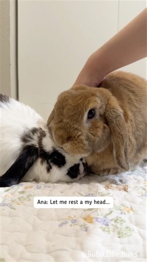 Bunny Nighttime Massage 🐰🌙