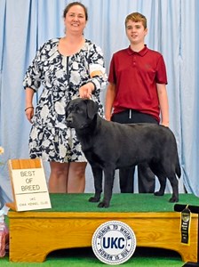 Labrador Retriever Showdog Triumphs at UKC Iowa Kennel Club