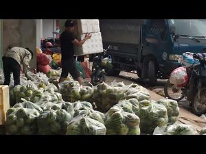 Classifying Melon Types: A Comprehensive Guide