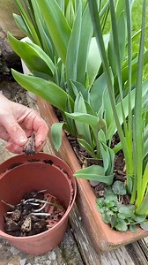 Tom Strowlger on Instagram: "Planting Freesia bulbs 🌺🌸🌼 I love Freesia, they are a favourite of mine. So it’s time to plant lots of their bulbs (corms). I plant and grow lots of them in pots, beds and borders in readiness for a bumper summer. If you would like to buy some Freesia bulbs then go to www.thompson-morgan.com @thompsonmorgan1855 and use my promo key code TMTAWTOM12 for 12% off when you spend over £20. Want a beautiful pot for the garden? I’ve got a 5% discount promo code TOM5 for y
