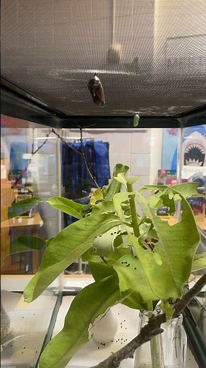 Monarch butterfly emerges from cocoon (time lapse)