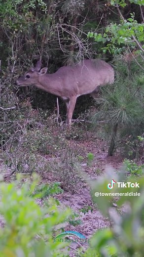 Town of Emerald Isle, NC on TikTok