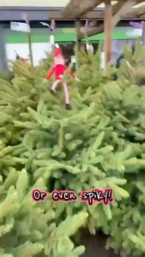 🎄 Our potted trees are looking fabulous🎄 We have Blue Spruce & Nordmann trees in stock and our cut trees will be arriving this week! 🎄 Don’t forget to call in store for all your Christmas essentials! We have 3 for 2 on ALL accessories! 🧤 🧣 🧦Sweet treats, hampers and don’t forget to treat your four legged friends! 🐈 🐕 🐎 | Mole Country Stores
