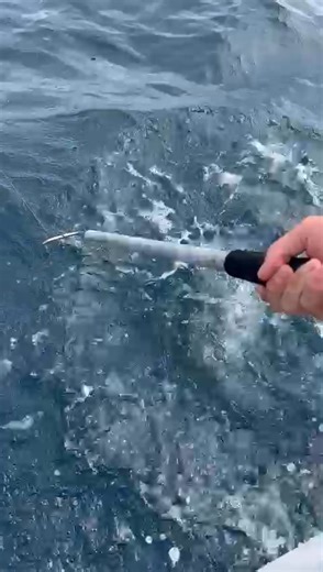 WHO KNEW? Sharks love our 250 gram jigs. Be a part of this exciting new sportfishing sensation :) | Downrigger Shop