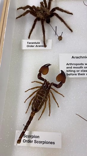 Preserving Arachnids: Tips and Tricks for Bug Enthusiasts