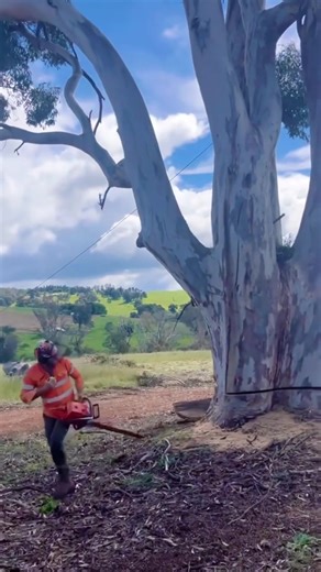 felling giant trees #satisfying #tree #asmr #oddlysatisfying #giant