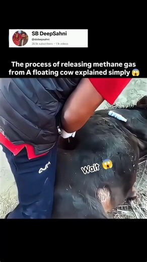 The process of releasing methane gas from a floating cow 🐄 #tracegases