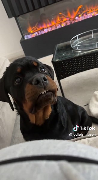 Adorable Baby Rottweiler Puppies Playing