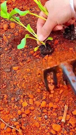 ビート苗の定植作業と土壌準備