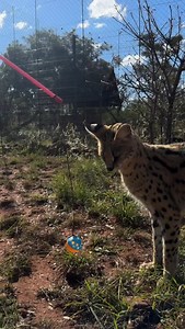 🧸💥 Spots vs. Ears🐆 🎾Enrichment Edition! 🐾✨ Servals showing off their springy ninja skills, while the cheetahs go full zoom-mode with their enrichment goodies! Whether it’s sneak attacks or speed sprints, these two wild beauties know how to turn playtime into purr-fection 🐱💨💛 Keeping their minds curious and bodies active is all part of the wild care magic! #cheetahlover🐆❤️ #servalstyle #animalenrichment #wildlifeplaytime #spottedbeauty #earsandenergy #animalconservation #wildandcurious #