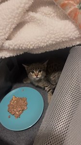 1.9M views · 10K reactions | Our newest foster kitten Bell was found at Taco Bell and is spicier than the Fire sauce 來 but she’s coming around thanks to some squeeze ups 殺 #kitten #fosteringsaveslives #tampa #kittensofinstagram #staystinky #adorable #catsofinstagram #cats #kittens @ | Rags to Riches Animal Rescue inc | Facebook