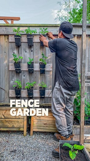 Last year we grew our Micro Dwarf Tomatoes on our fence and it did so well that we’re doing it again. #gardeningtips #verticalgarden #smallspacegarden | Plantedinthegarden